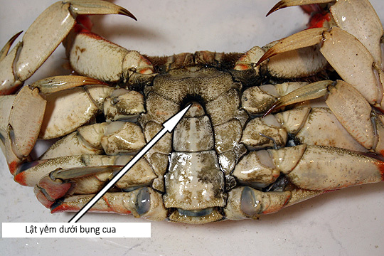 Cách sơ chế cua biển