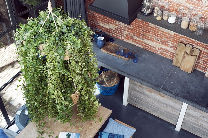 cây gì hút mùi nhà bếp 1