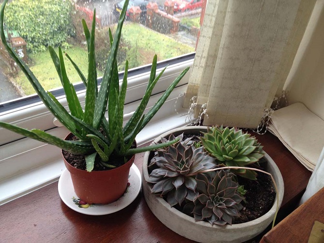 cây gì hút mùi nhà bếp 2