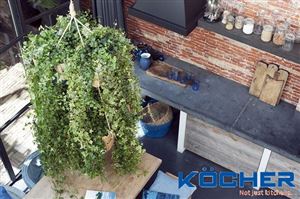 Những loại cây gì hút mùi nhà bếp hiệu quả?