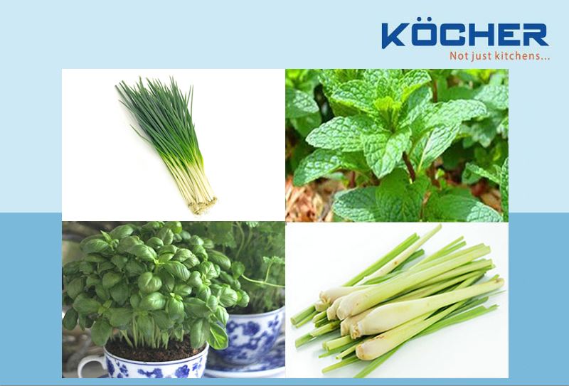 Trồng cây gia vị trong bếp siêu đơn giản